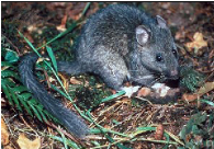 ThePackrats.Us